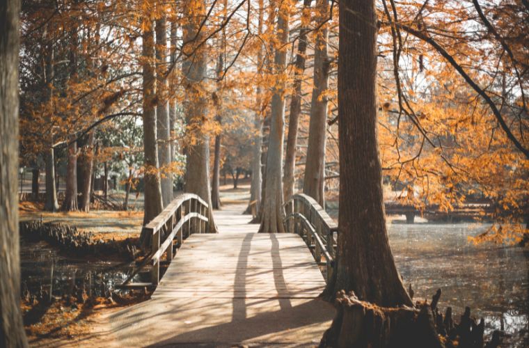 bridge and trees in autumn