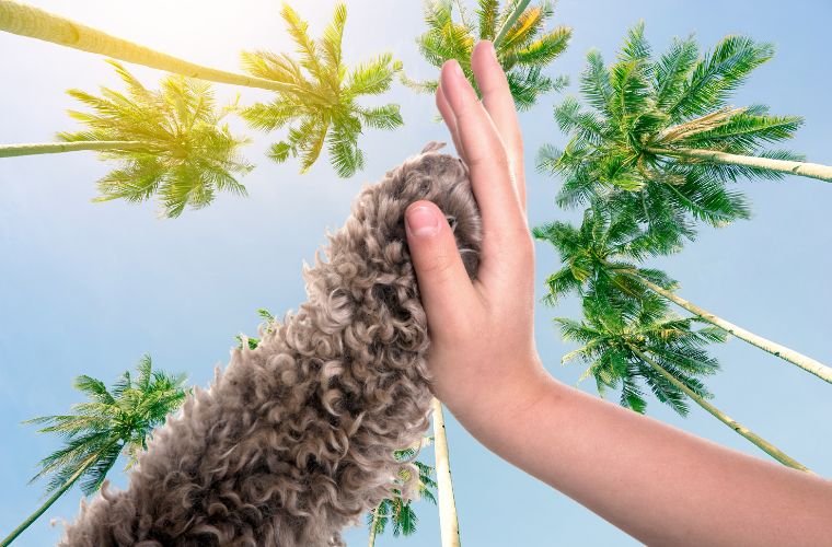 paw and hand high fiving in front of palm trees