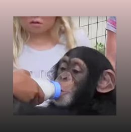 captive Chimp Louie