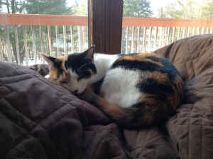 Love 'n' Care cat adopt Bubbles