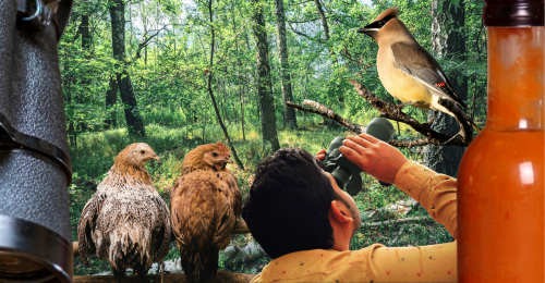 chickens, cedar waxwing, and person with binoculars