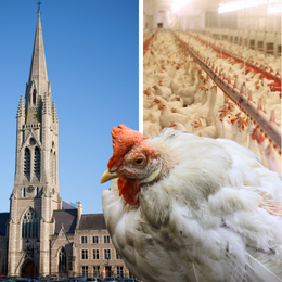 church and chickens