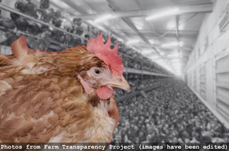 unwell chicken and shed full of chickens