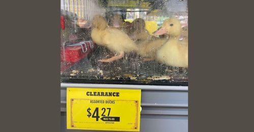 selling chicks and ducklings