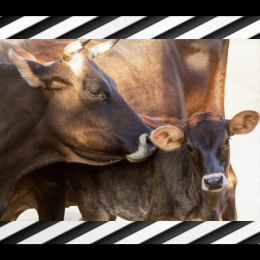 image of cow and calf and black and white stripes