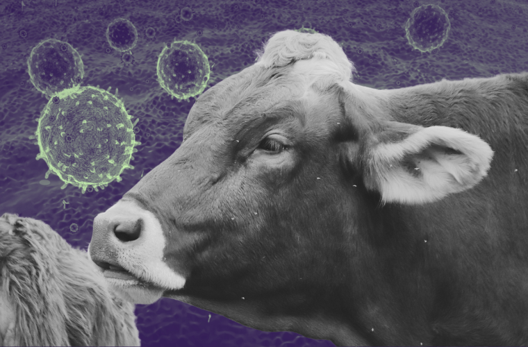 cow and virus