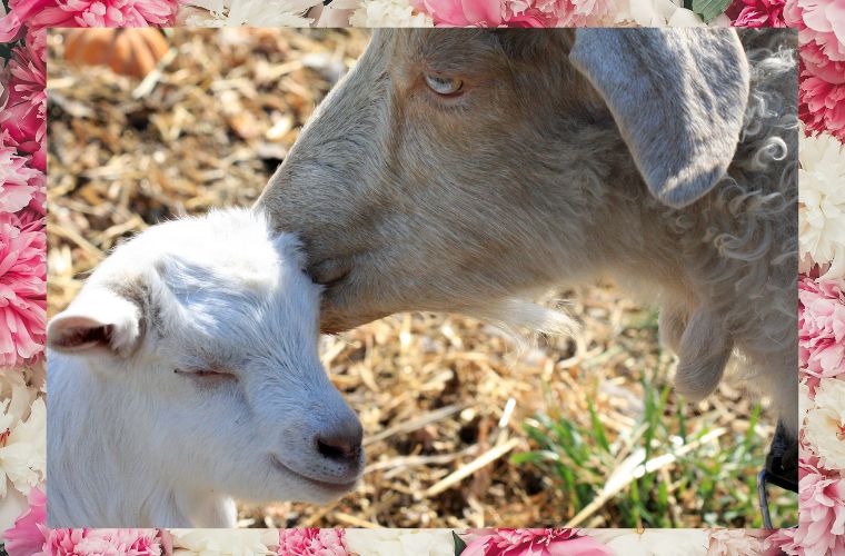 mother and baby goats and flowers