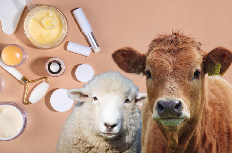 cow, sheep, and tallow beauty products