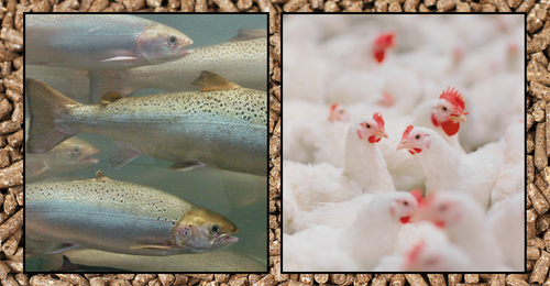 fishes, chickens, and feed pellets