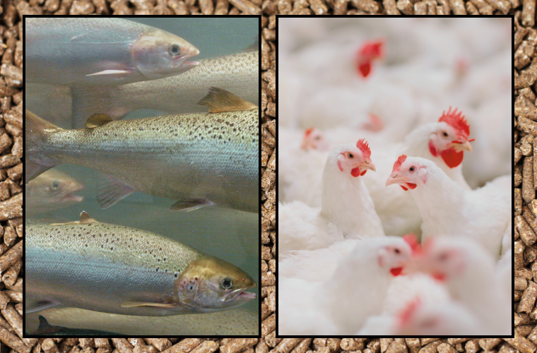 fishes, chickens, and feed pellets