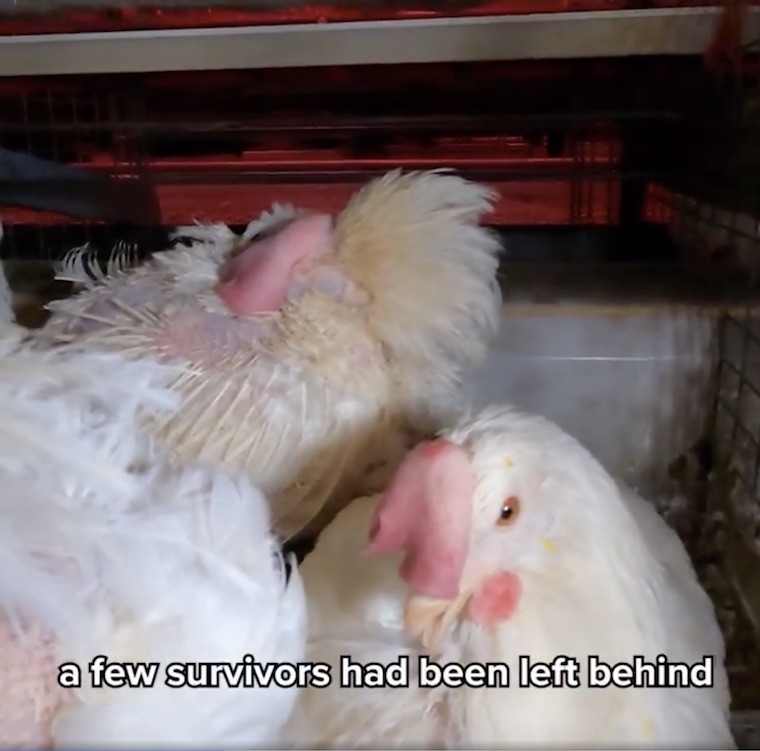 Hens survived