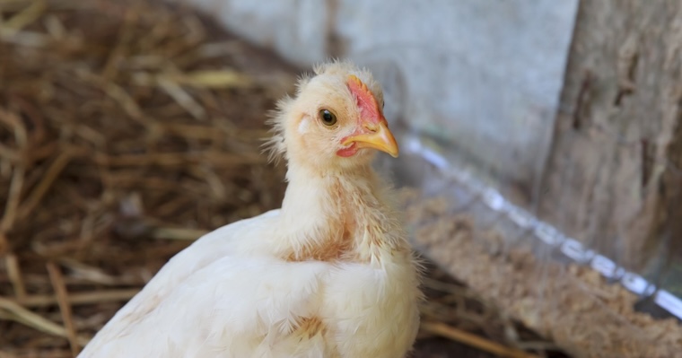 farmed Chicken