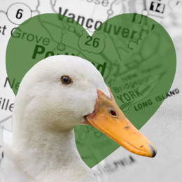 duck, heart, and maps