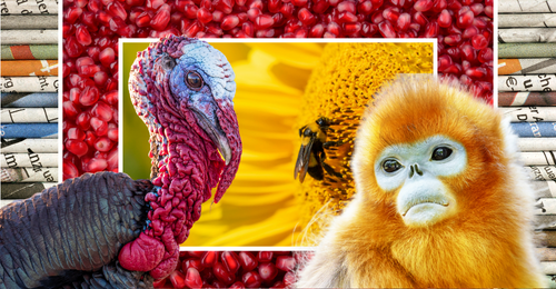 images representing articles in this week's newsletter