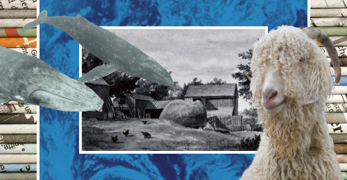 images representing content in this week's newsletter