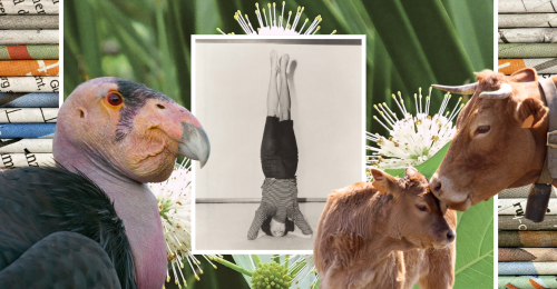 images representing content in this week's newsletter