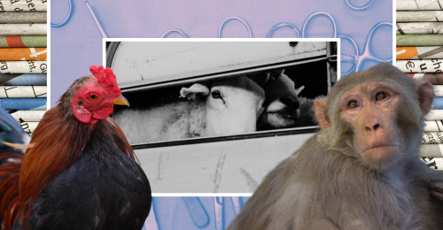 images representing content in this week's newsletter