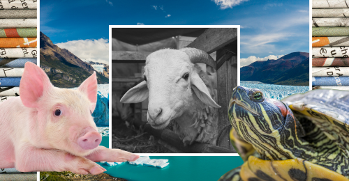 images representing content in this week's newsletter