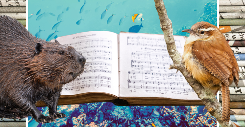 images representing content in this week's newsletter