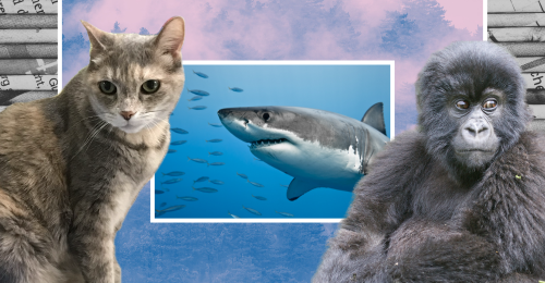 images representing content in this week's newsletter