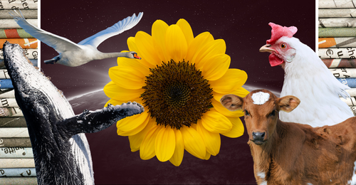 images representing content in this week's newsletter