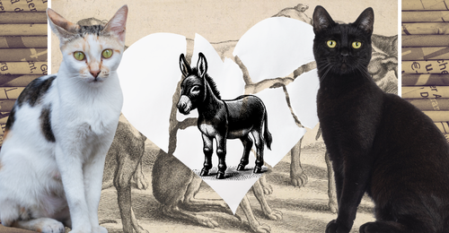 images representing content in this week's newsletter
