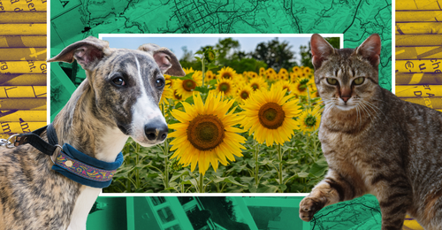 images representing content in this week's newsletter