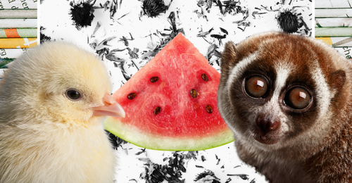 images representing content in this week's newsletter
