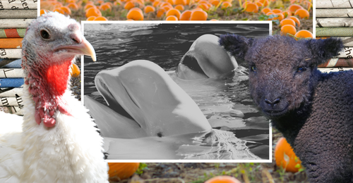 images representing content in this week's newsletter