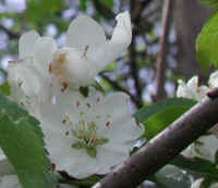 Wild Apple (Malus spp.) - 09a