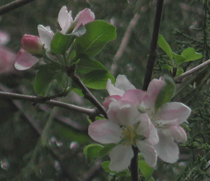 Wild Apple (Malus spp.) - 01