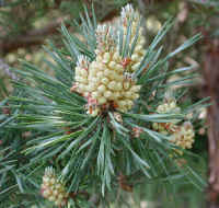 Austrian Pine (Pinus nigra) - 02