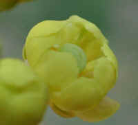 Barberry Common (Berberis vulgaris L.) - 08a