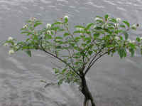 Button Bush or Buttonbush (Cephalanthus occidentalis) - 03