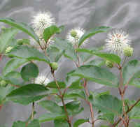Button Bush or Buttonbush (Cephalanthus occidentalis) - 06a