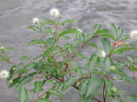 Button Bush or Buttonbush (Cephalanthus occidentalis) - 08