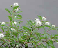 Button Bush or Buttonbush (Cephalanthus occidentalis) - 09a