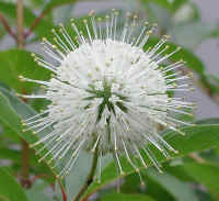 Button Bush or Buttonbush (Cephalanthus occidentalis) - 10a