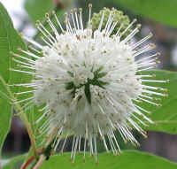 Button Bush or Buttonbush (Cephalanthus occidentalis) - 12b