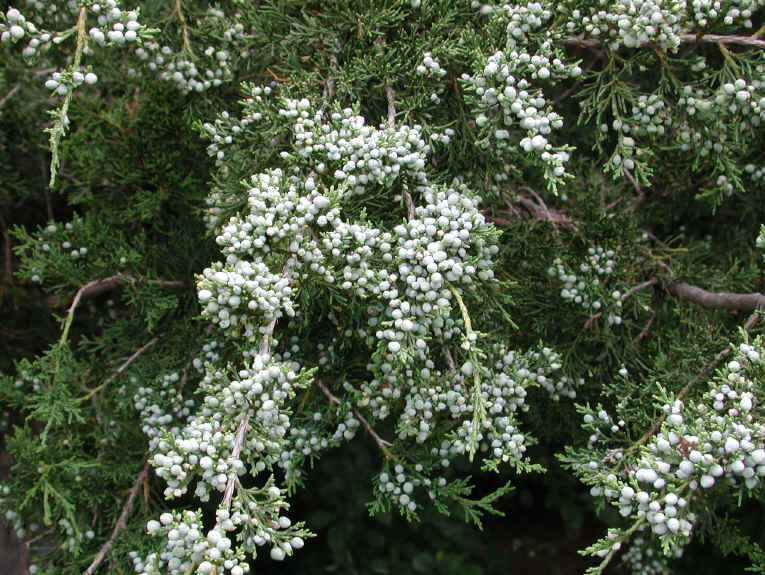 Eastern Red Cedar (Juniperus virginiana) - 06