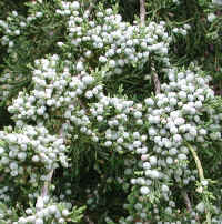 Eastern Red Cedar (Juniperus virginiana) - 06a