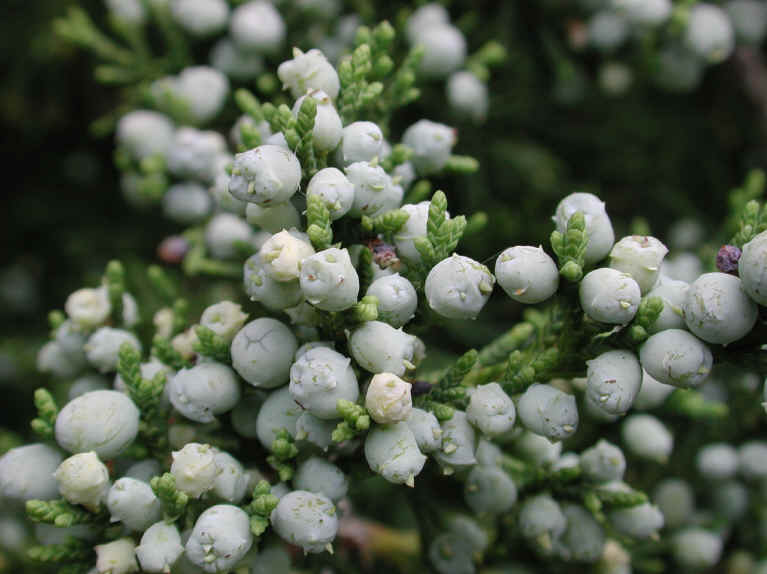 Eastern Red Cedar (Juniperus virginiana) - 07