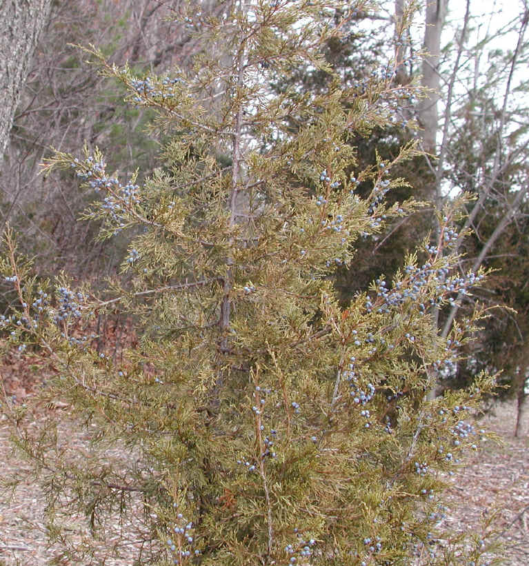 Eastern Red Cedar (Juniperus virginiana) - 11