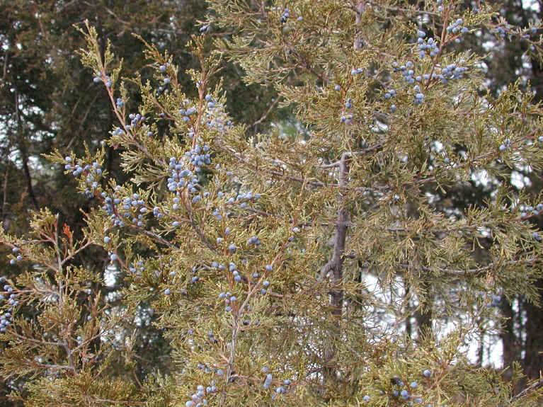 Eastern Red Cedar (Juniperus virginiana) - 12