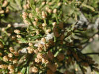 Eastern Red Cedar (Juniperus virginiana) - 15