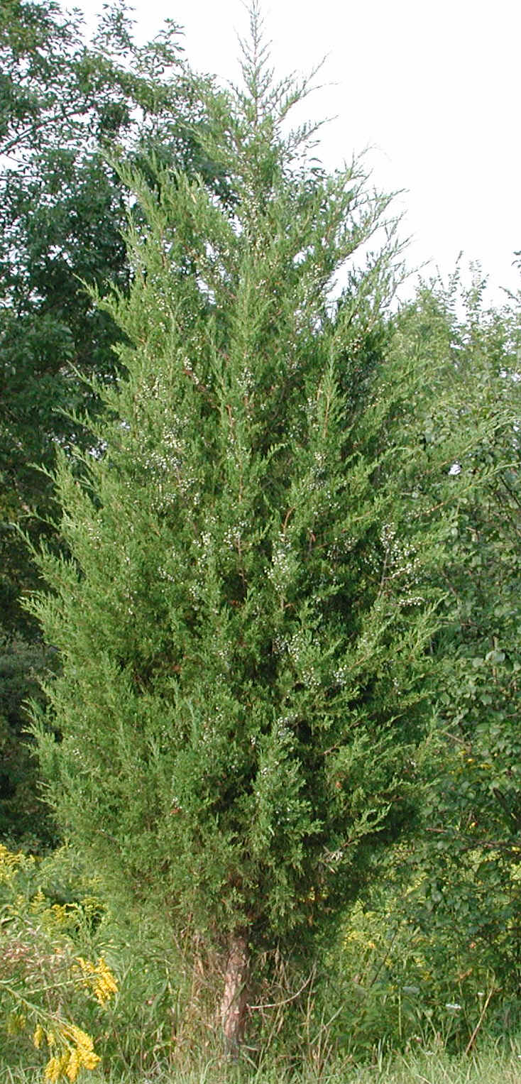 Eastern Red Cedar (Juniperus virginiana) - 05
