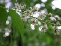 Wild Black Cherry (Prunus serotina) - 03