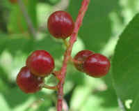Wild Black Cherry (Prunus serotina) - 04a