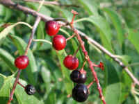 Wild Black Cherry (Prunus serotina) - 05