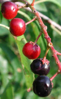Wild Black Cherry (Prunus serotina) - 05a